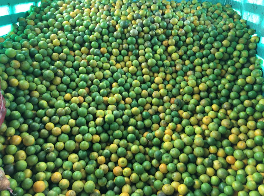 naranja valencia de 1ra