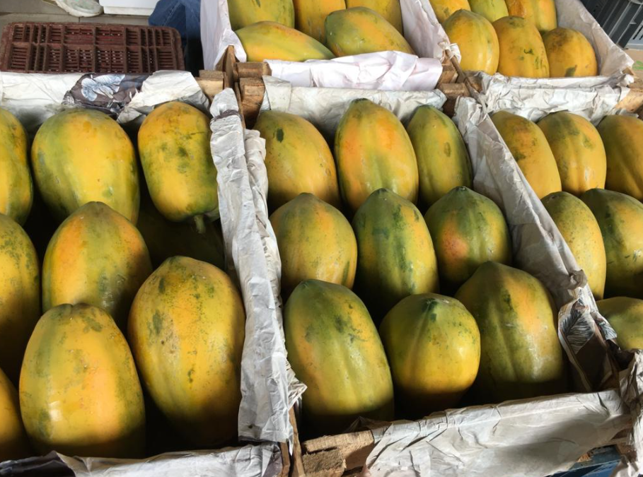 papaya tainung