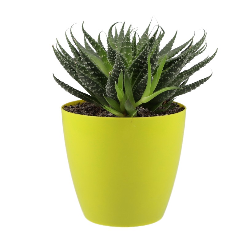 PLANTA M11 COLORES JADE ROSA