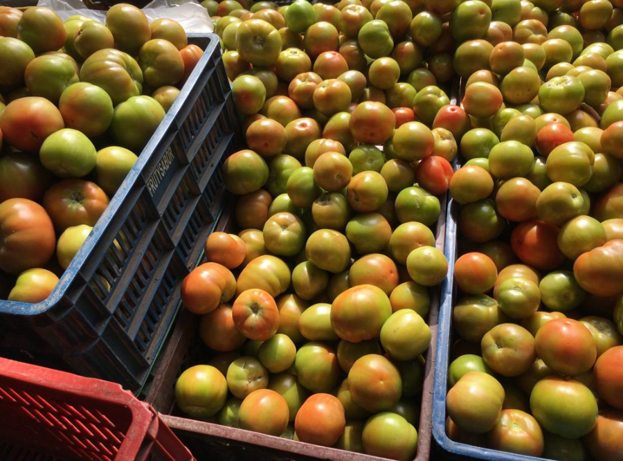 tomate chonto