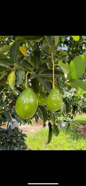 aguacate lorena