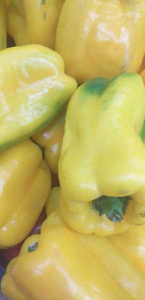 PIMENTON COLORES