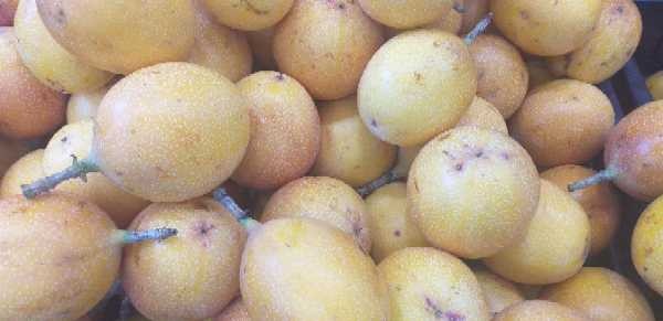 GRANADILLA
