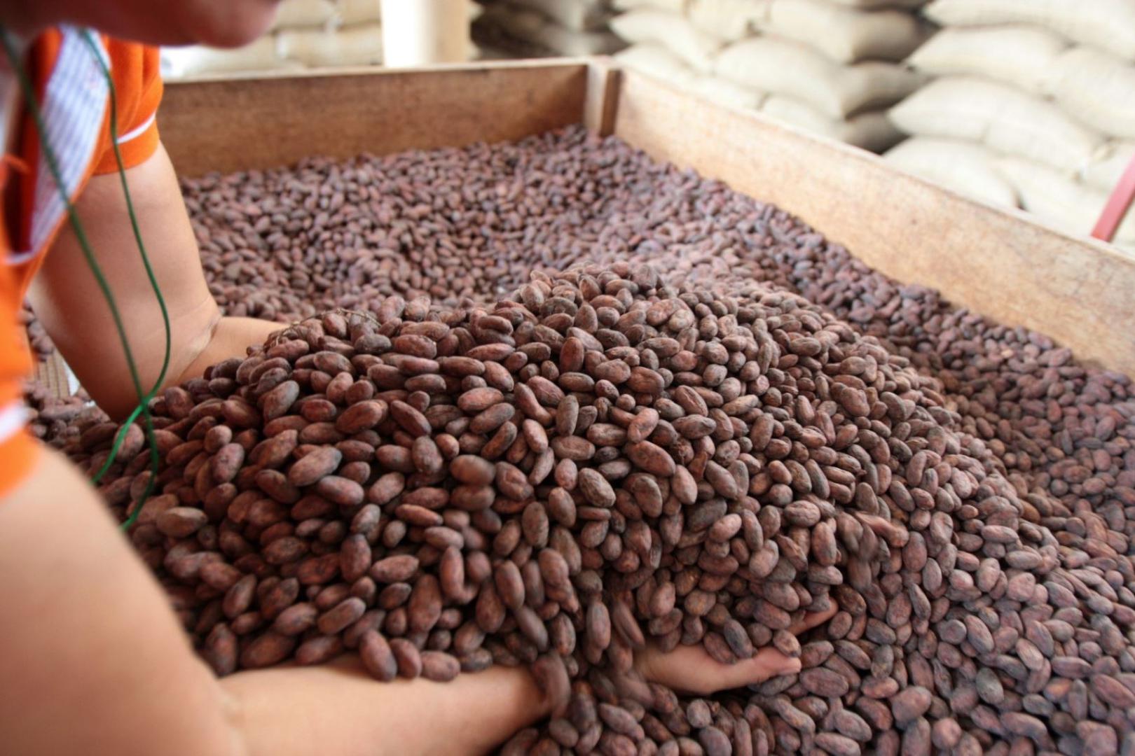Cacao