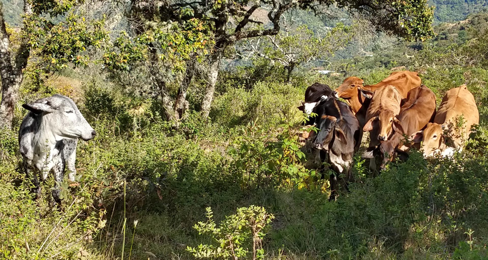 Novillas Y Novillos De 300 Kilos