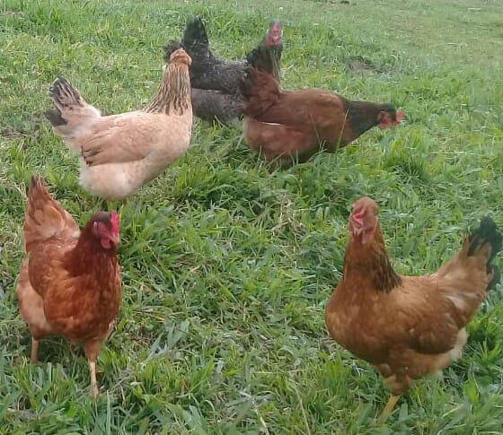 Huevos Campesinos Al Por Mayor