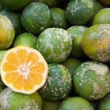 Limon Mandarino