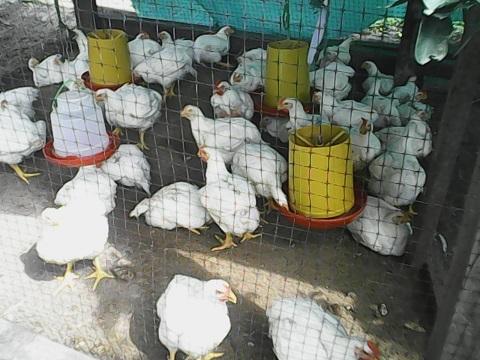 Pollo Semicriollo