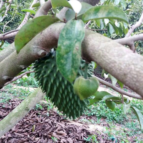 Guanabana