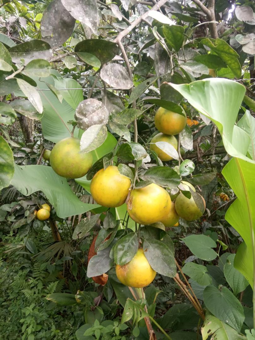 Naranja Super Jugosa Variedad Tangelo Presentacion Por Canastilla De 22 Kg