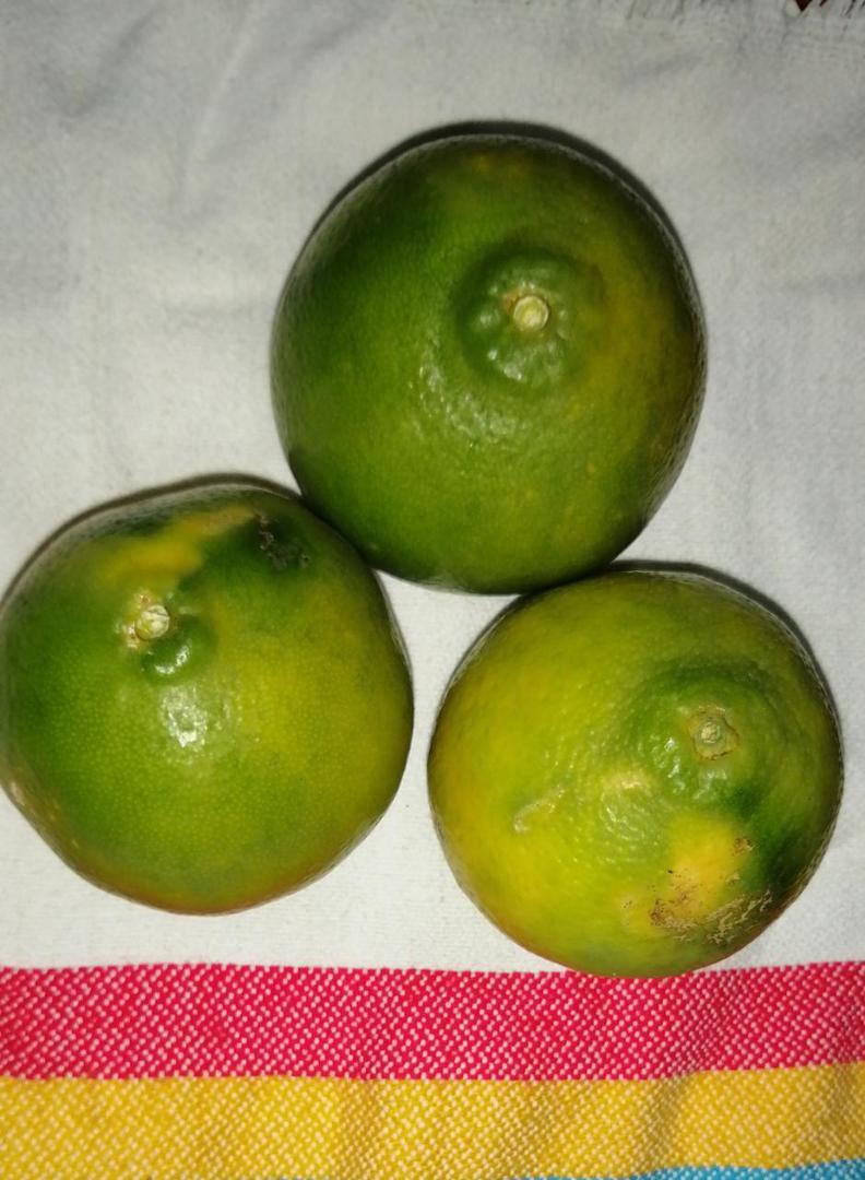 Narajana Super Jugosa Variedad Tangelo De Primera Calidad Por Canastilla De 25 Kilogramos