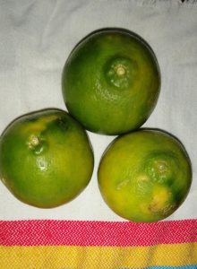 Narajana Super Jugosa Variedad Tangelo De Primera Calidad Por Canastilla De 25 Kilogramos