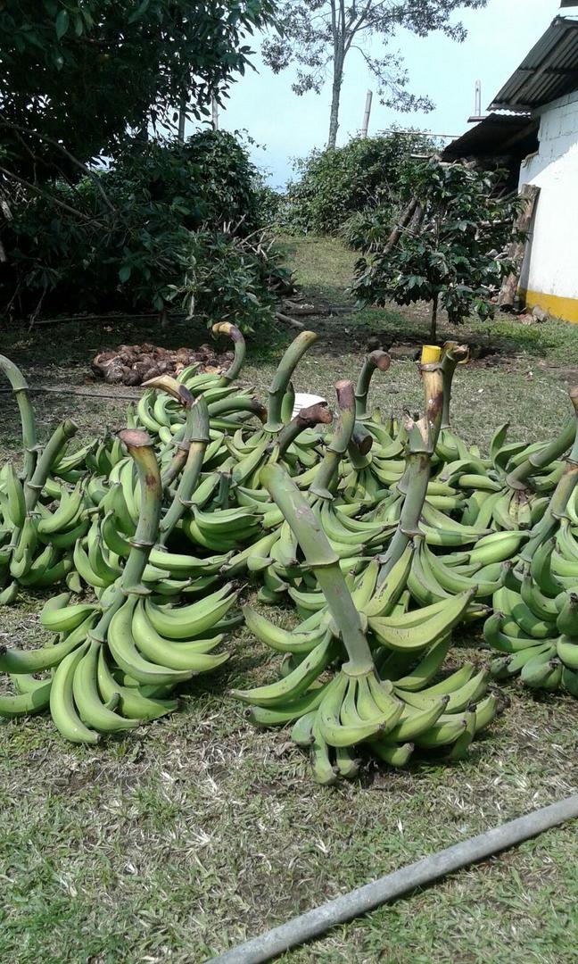 Platano