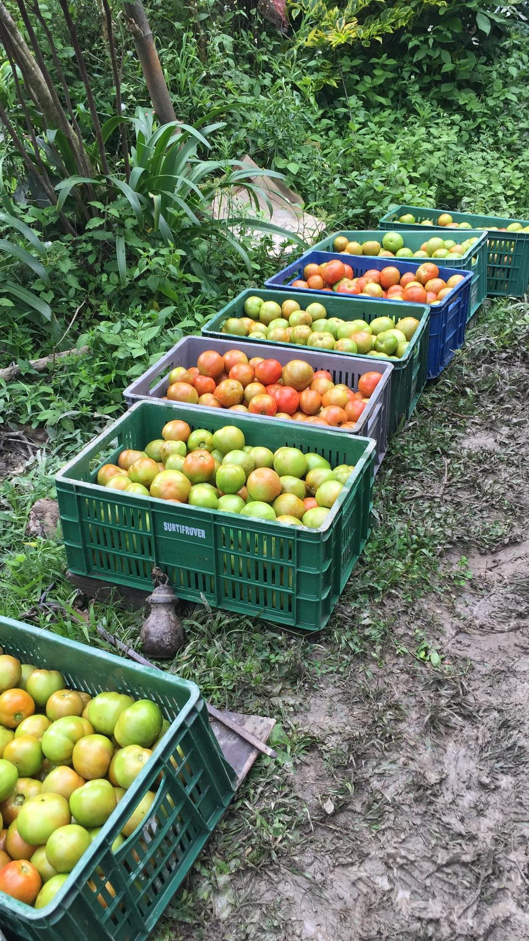 Tomate Chonto
