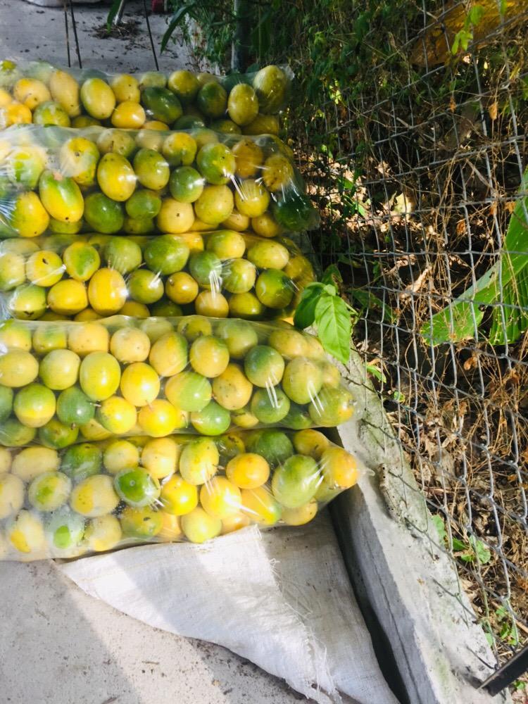Maracuya