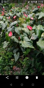 Anturio Color Rojo De Excelente Calidad En Presentacion Por Docena