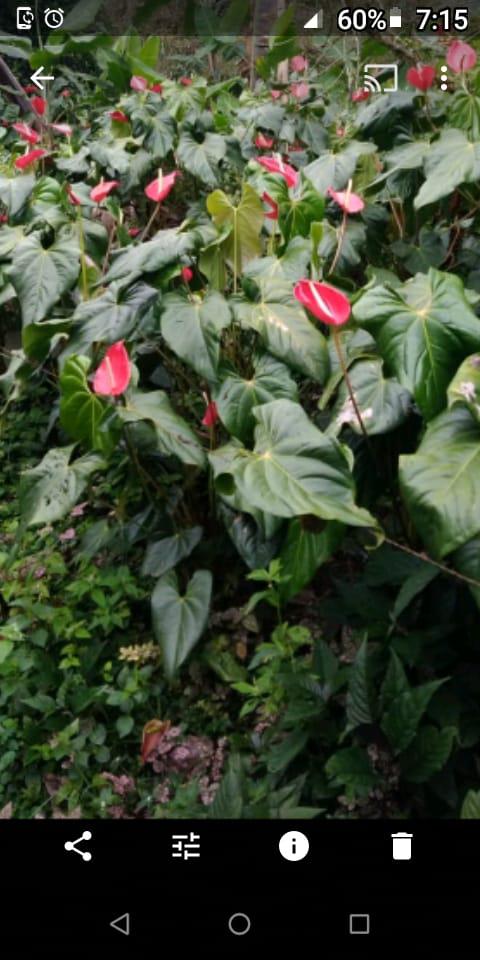 Anturio Color Rojo De Excelente Calidad En Presentacion Por Docena