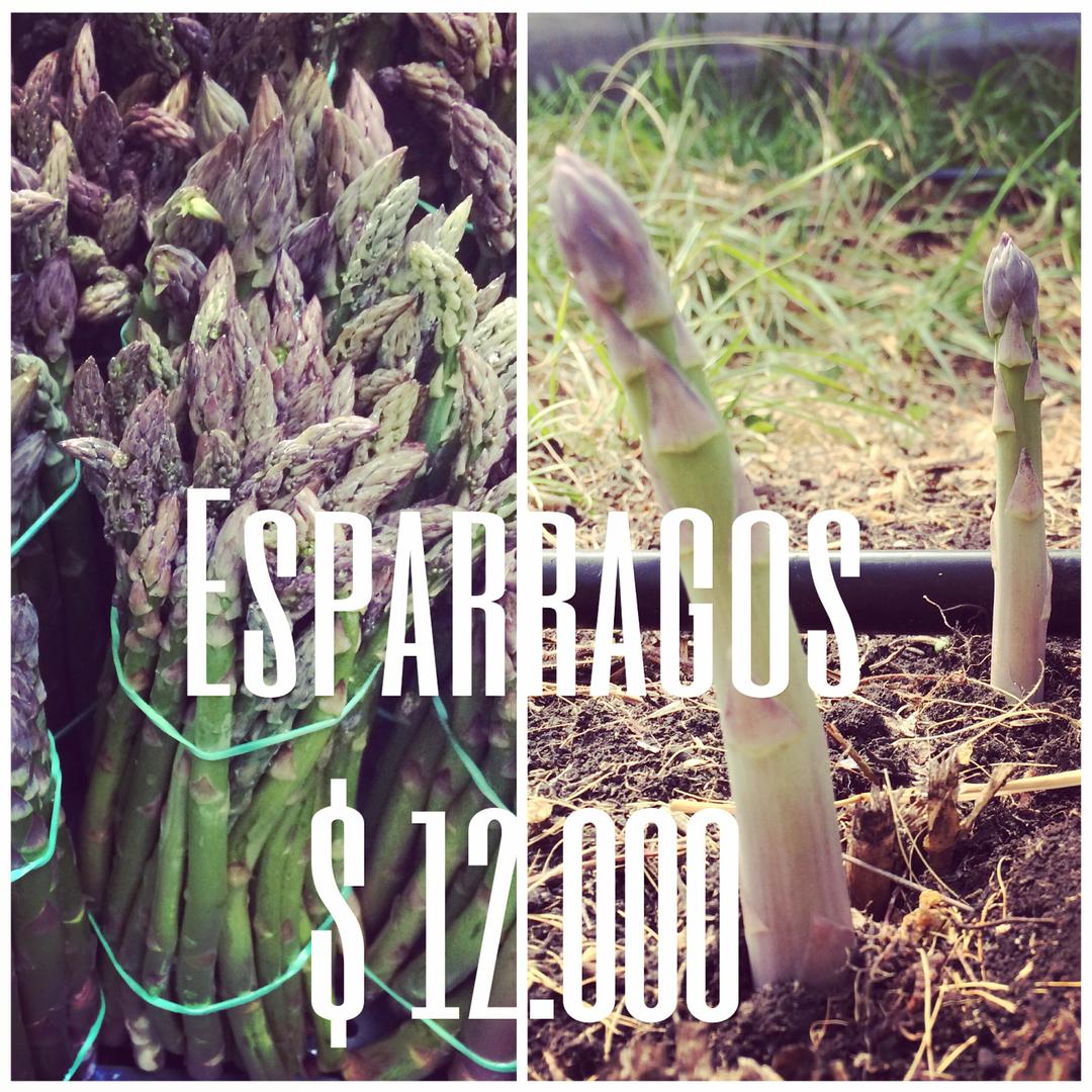 Esparrago