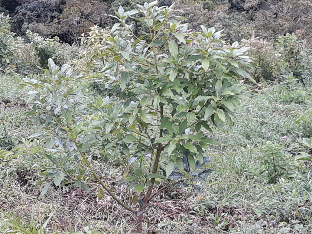 Aguacate Hass La Risaralda