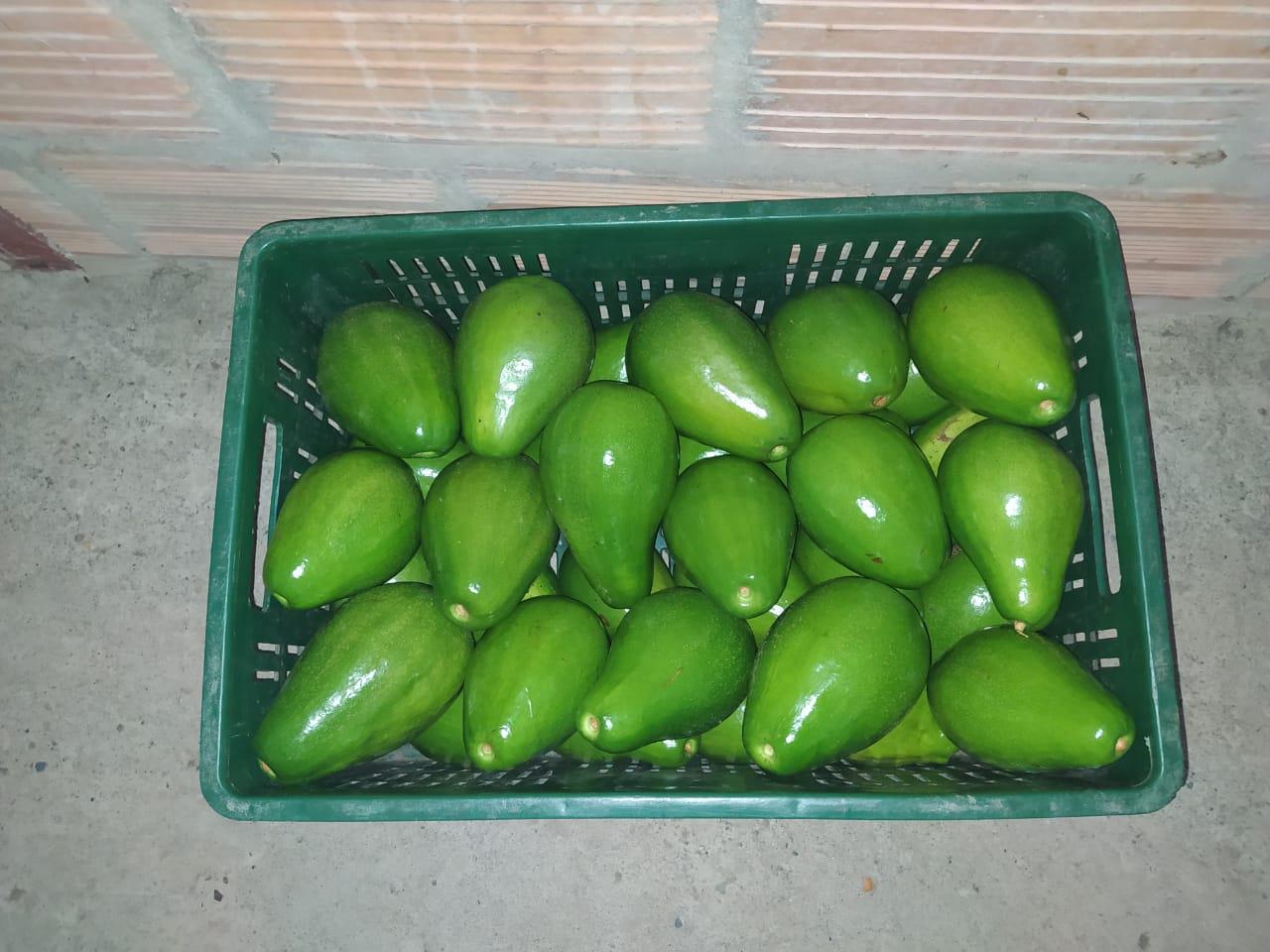 Aguacate Variedad Papelillo Presentacion Por Kilogramo
