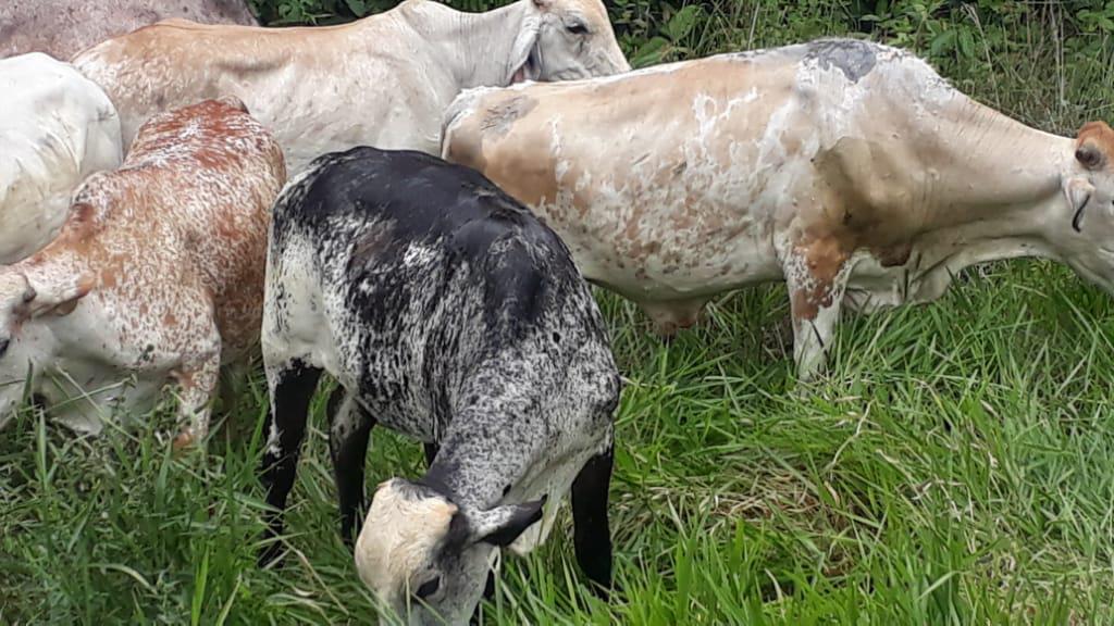 Bovino Cebado En Pie De 500 Kg