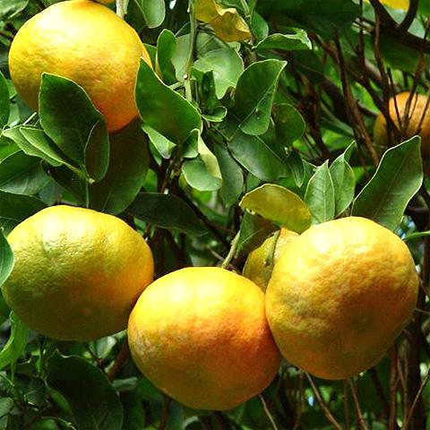 Limon Mandarino