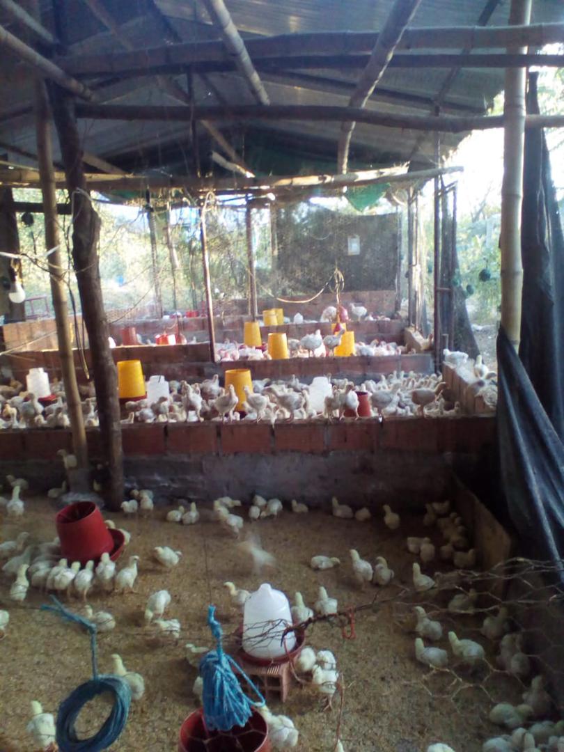 Pollo Semicriollo En Pie De Excelente Calidad Venta Por Libras