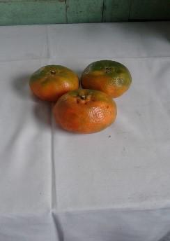 Mandarina Dulce Y Jugosa Variedad Arrayana Presentacion Por Canastilla De 22 Kilos