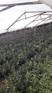 Follaje Rusco En Presentacion Por 10 Varas