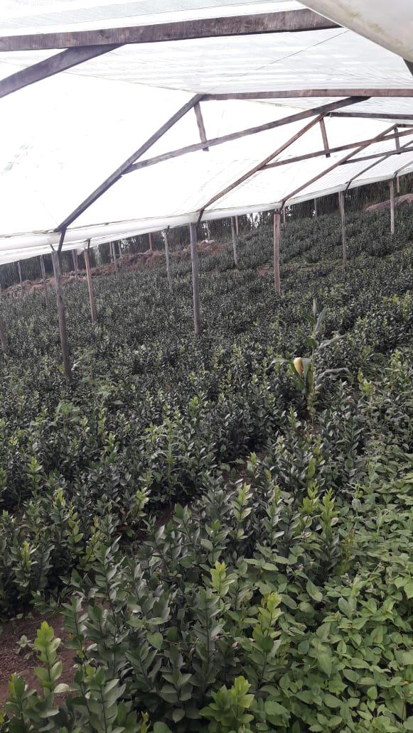 Follaje Rusco En Presentacion Por 10 Varas