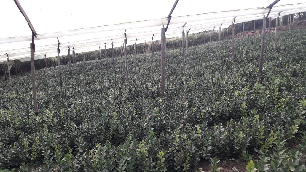 Follaje Rusco En Presentacion Por 10 Varas