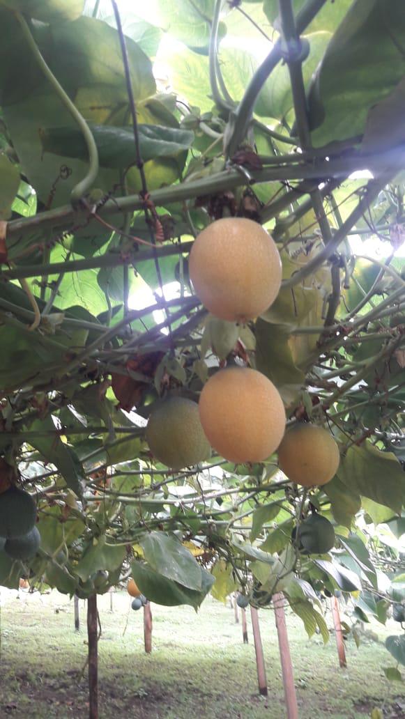 Granadilla En Presentacion De Cajas Por 14 Kg