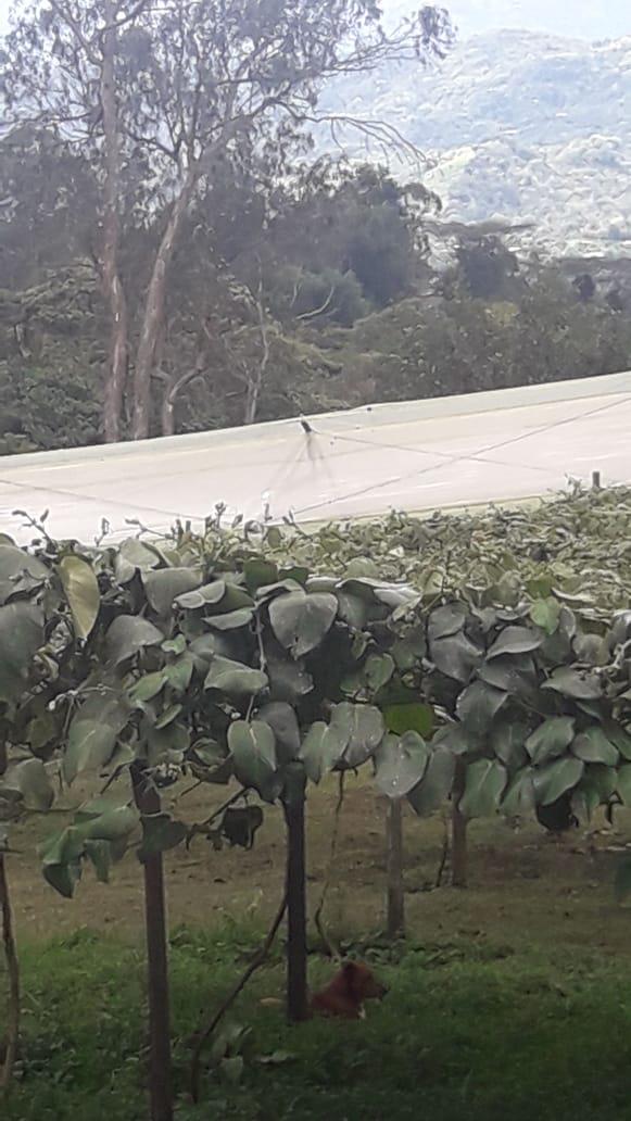 Granadilla En Presentacion De Cajas Por 14 Kg