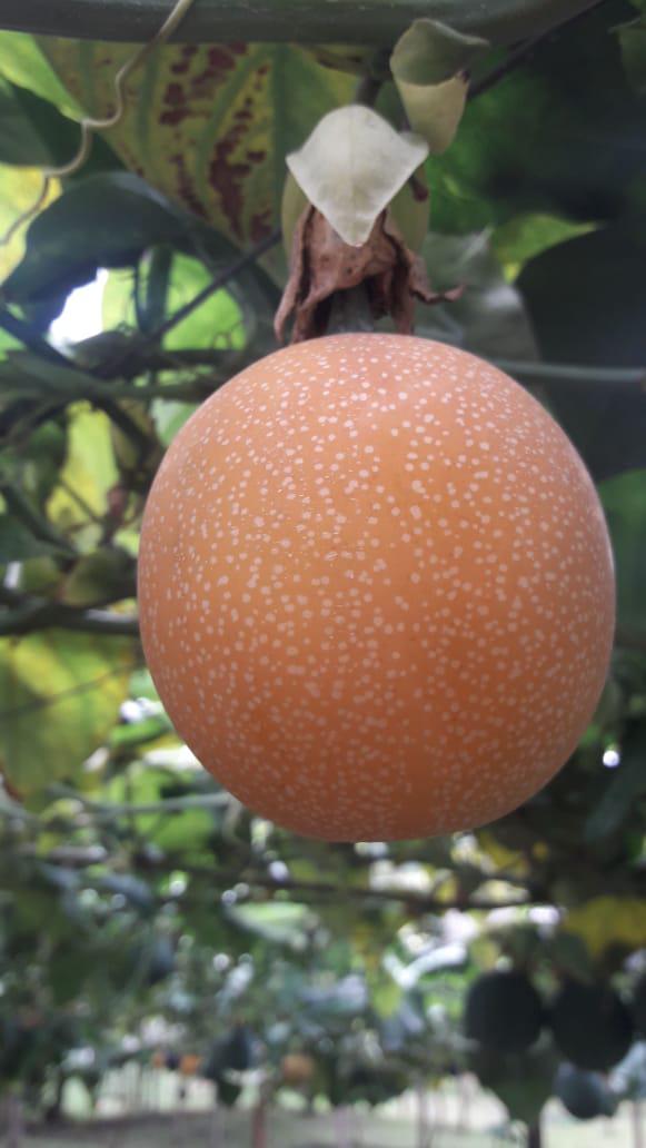 Granadilla En Presentacion De Cajas Por 14 Kg