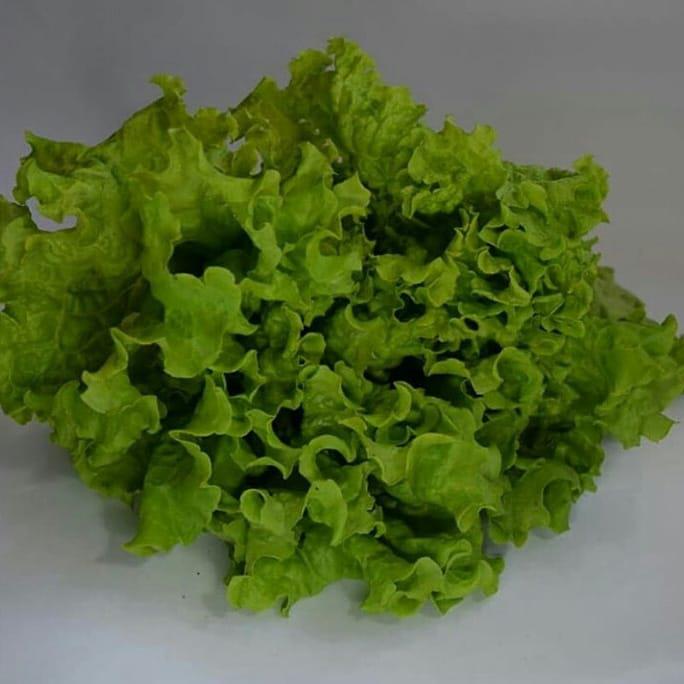 Lechuga Verde Crespa Crespa Verde Morada — foto 2 de 2