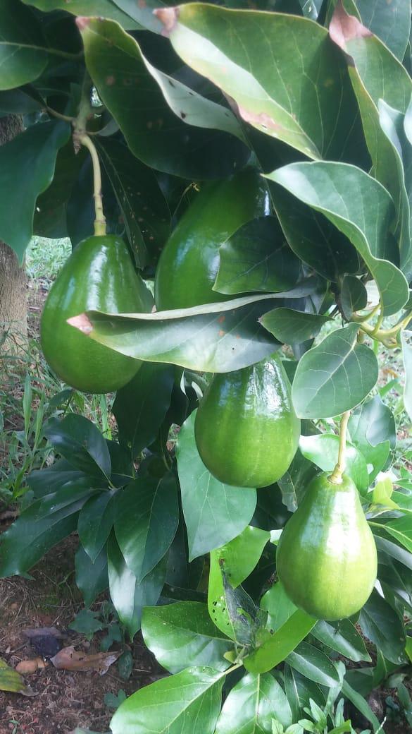 Aguacate Por Madurar