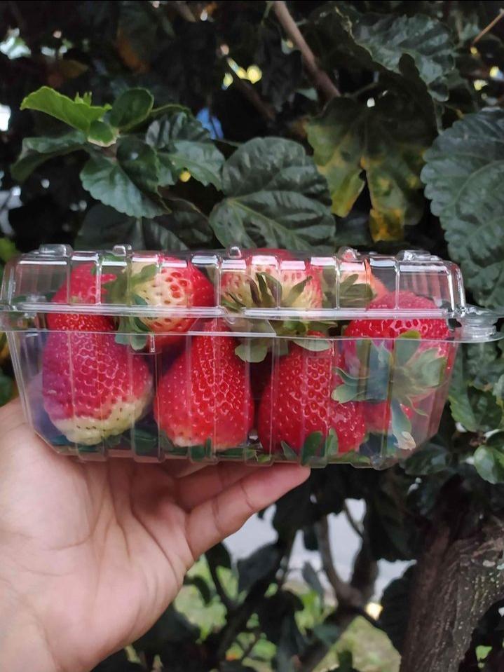 Fresas Empacadas