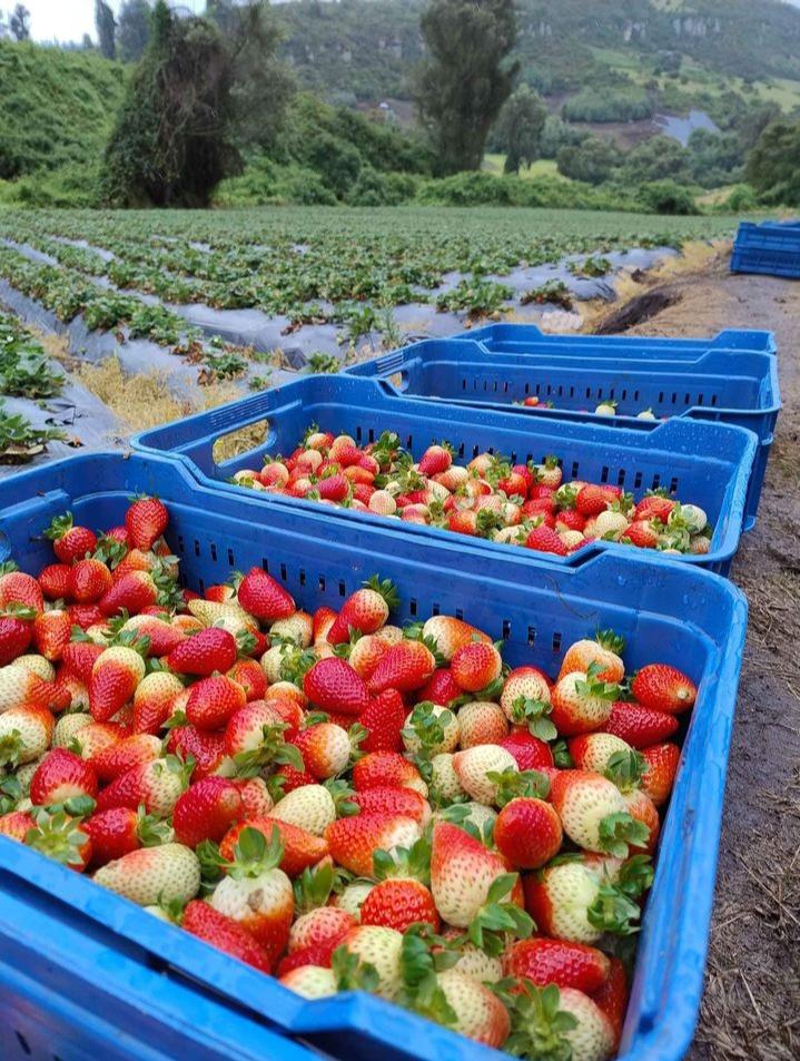 Fresas Selectas