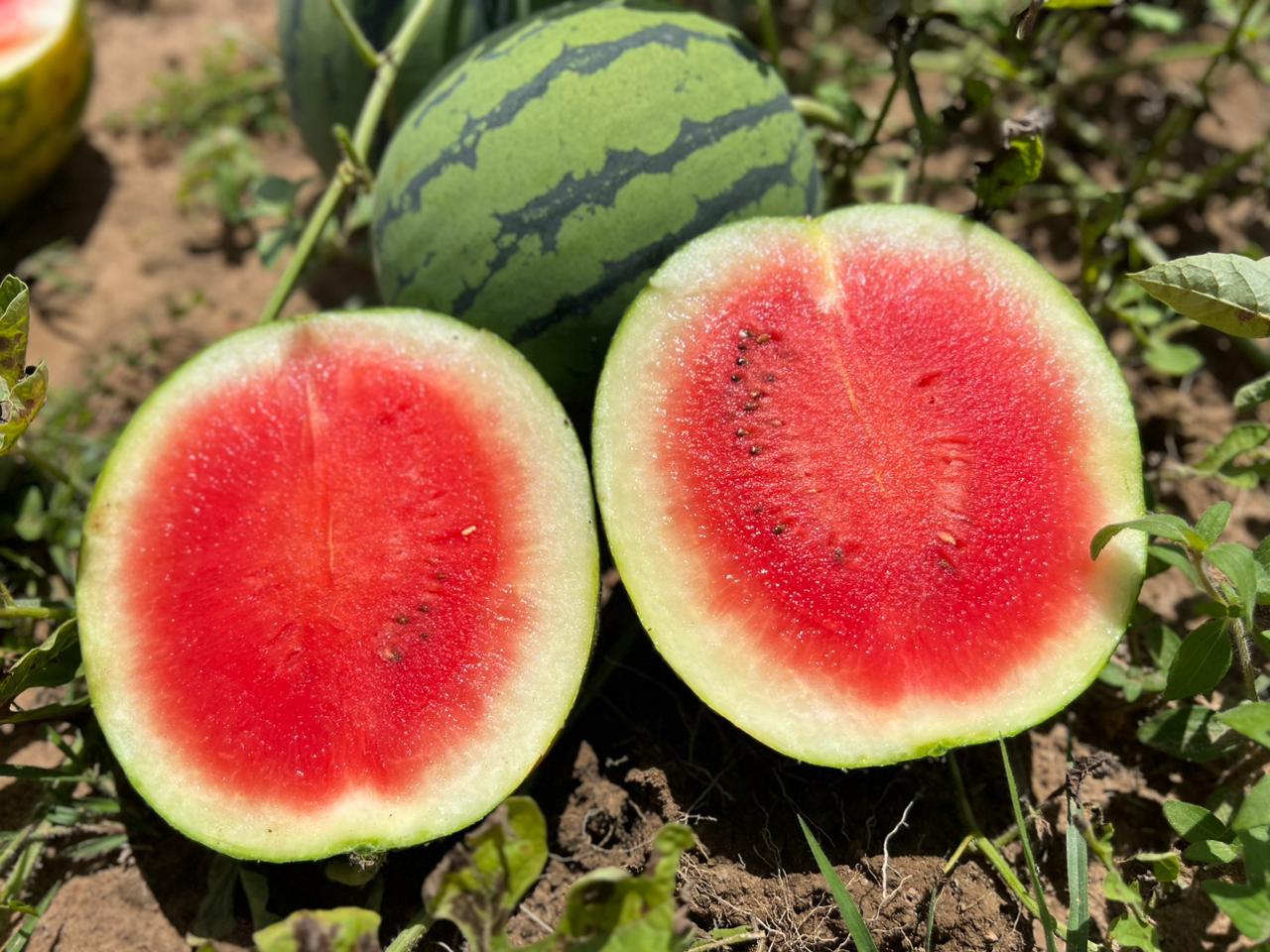 Sandia Baby