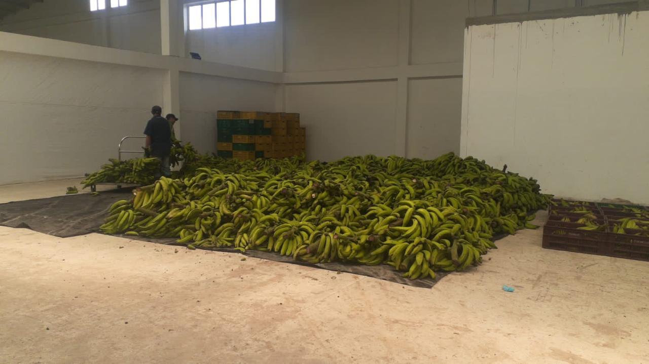 Platano Dominico Harton En Fresco