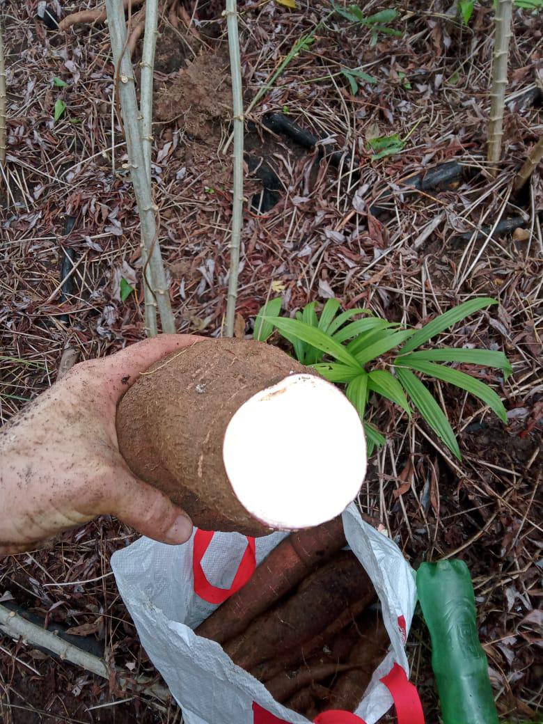 Yuca Harinosa