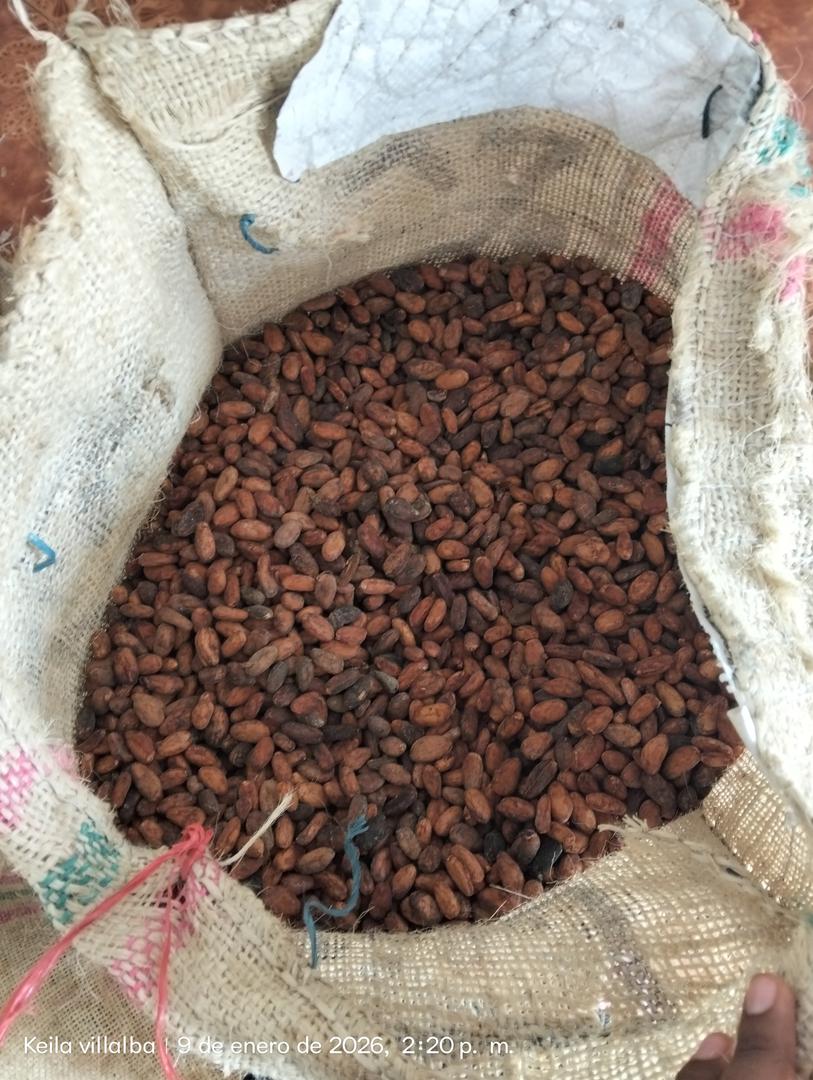 Granos De Cacao Seco