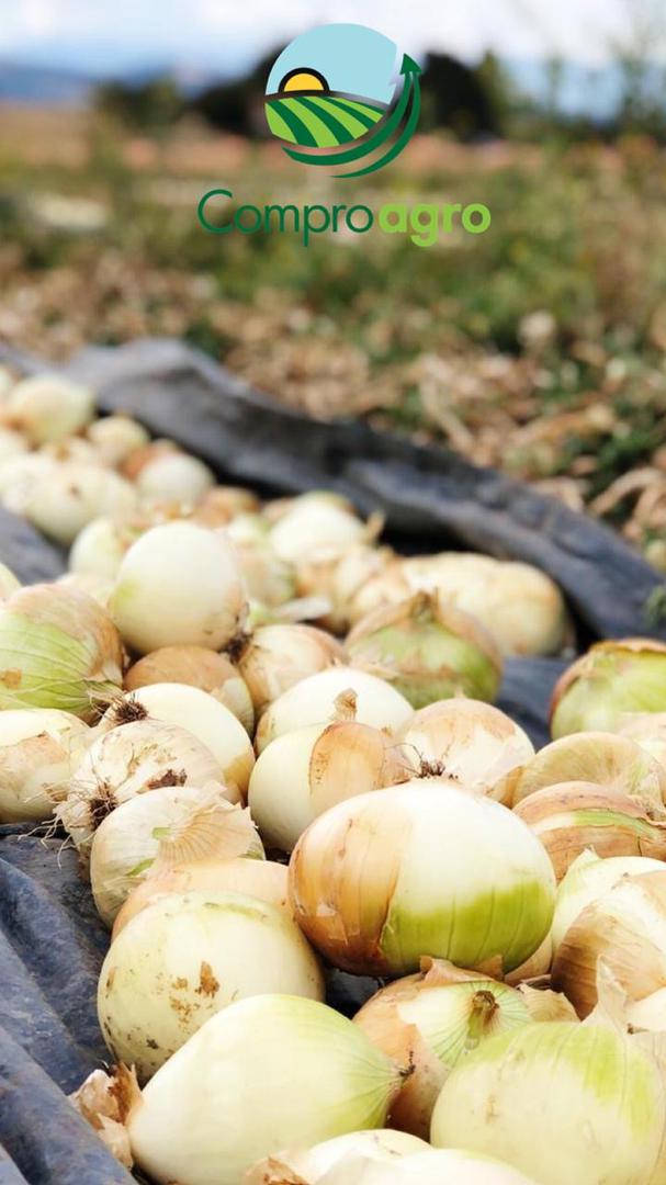 Cebolla Cabezona