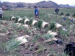Cebolla Larga