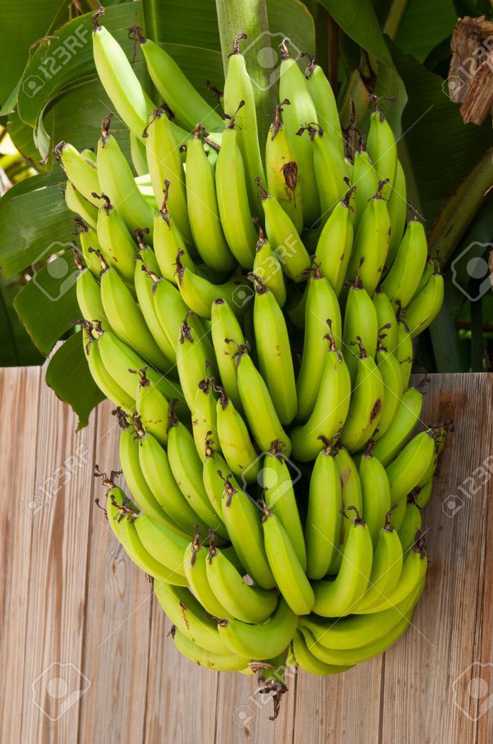 Platano Abano