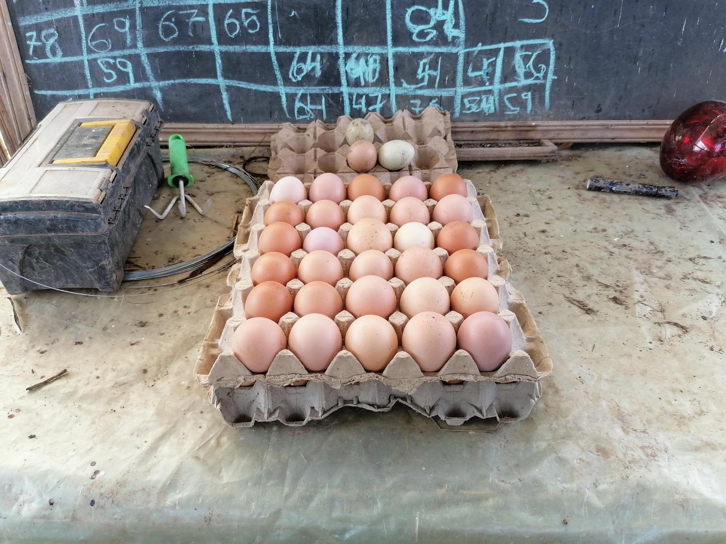 Huevos Semicriollos