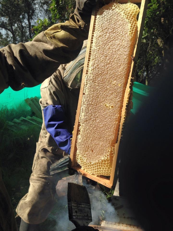 Miel De Abejas