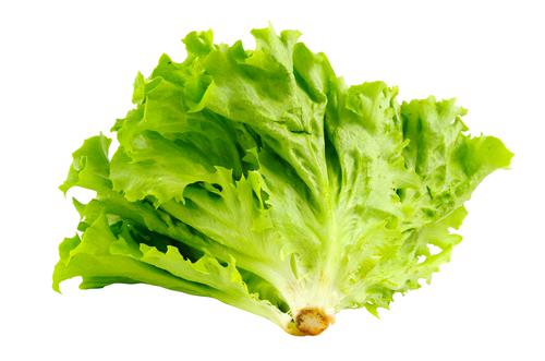 Semillas De Lechuga Batavia