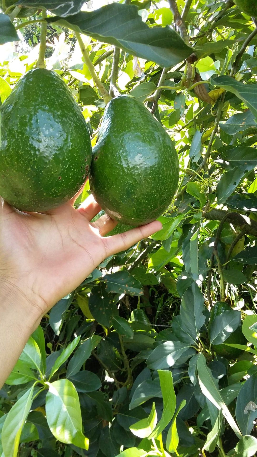 Aguacate