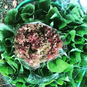 Lechuga Crespa Morada